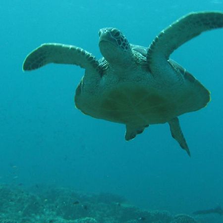 Gili Pirates Dive & Bnb Gili Trawangan Exterior foto